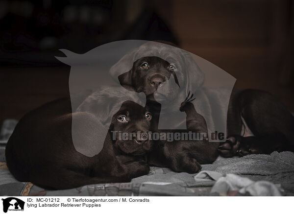 liegende liegender Labrador Retriever Welpen / lying Labrador Retriever Puppies / MC-01212