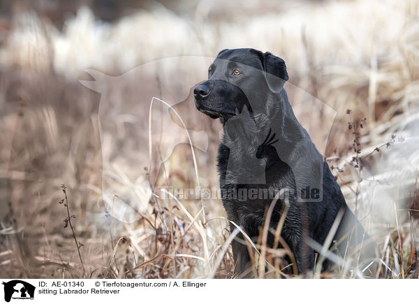 sitzender Labrador Retriever / sitting Labrador Retriever / AE-01340