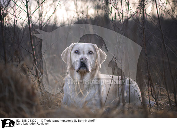 liegender Labrador Retriever / lying Labrador Retriever / SIB-01332