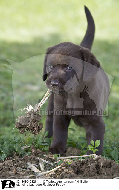 stehender Labrador Retriever Welpe / standing Labrador Retriever Puppy / HBO-03264