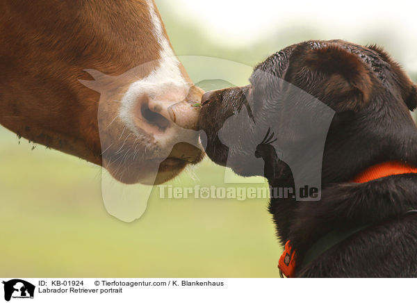 Labrador Retriever Portrait / Labrador Retriever portrait / KB-01924