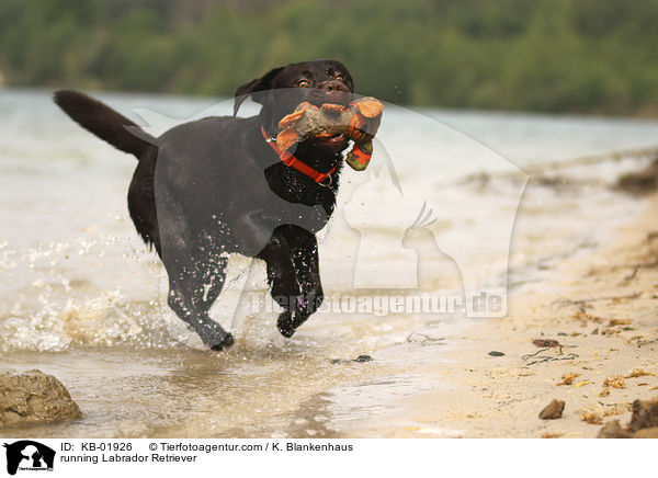 rennender Labrador Retriever / running Labrador Retriever / KB-01926