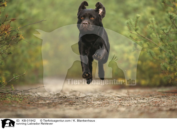 rennender Labrador Retriever / running Labrador Retriever / KB-01942