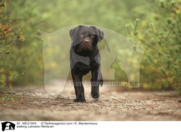 laufender Labrador Retriever / walking Labrador Retriever / KB-01944