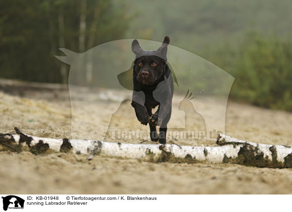 rennender Labrador Retriever / running Labrador Retriever / KB-01948