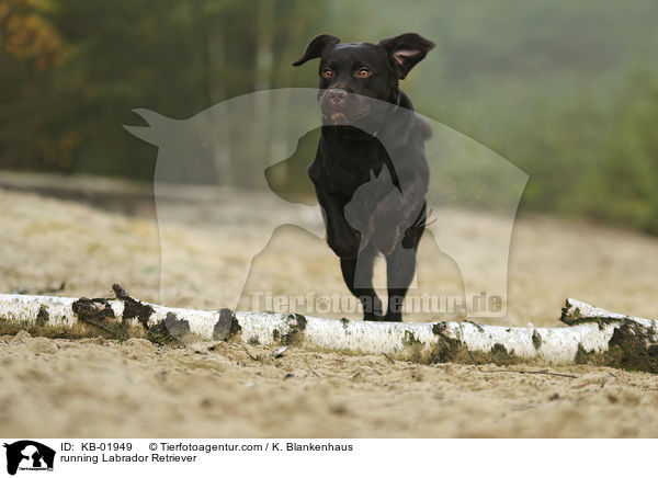 rennender Labrador Retriever / running Labrador Retriever / KB-01949