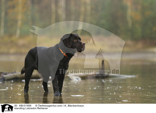 stehender Labrador Retriever / standing Labrador Retriever / KB-01956