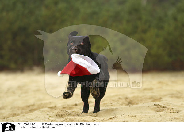 rennender Labrador Retriever / running Labrador Retriever / KB-01961