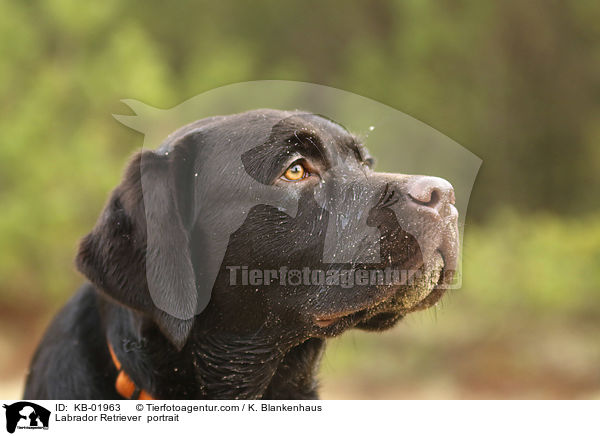 Labrador Retriever  Portrait / Labrador Retriever  portrait / KB-01963