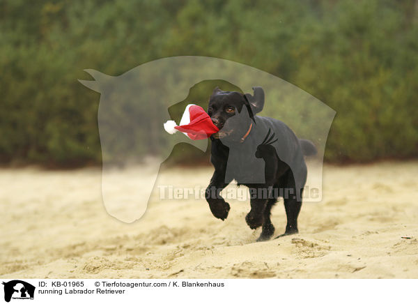 rennender Labrador Retriever / running Labrador Retriever / KB-01965