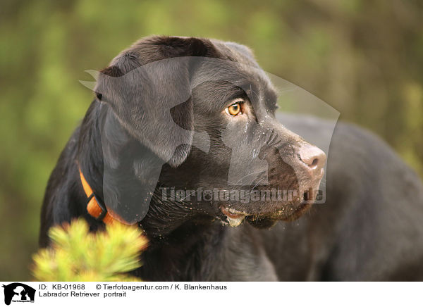Labrador Retriever  Portrait / Labrador Retriever  portrait / KB-01968