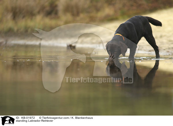 stehender Labrador Retriever / standing Labrador Retriever / KB-01972
