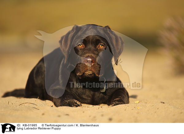 liegender Labrador Retriever Welpe / lying Labrador Retriever Puppy / KB-01985