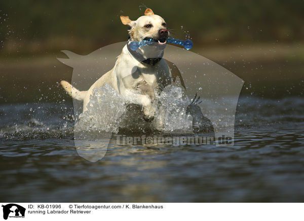 rennender Labrador Retriever / running Labrador Retriever / KB-01996