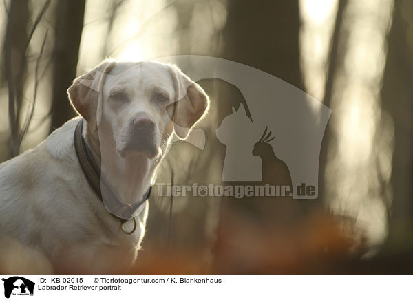 Labrador Retriever Portrait / Labrador Retriever portrait / KB-02015