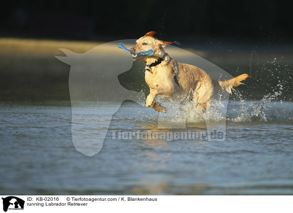 rennender Labrador Retriever / running Labrador Retriever / KB-02016