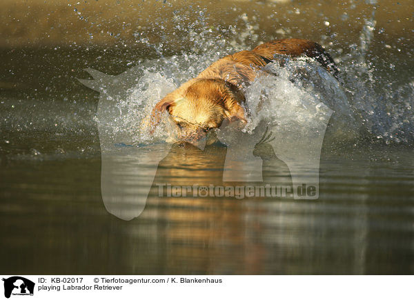 spielender Labrador Retriever / playing Labrador Retriever / KB-02017