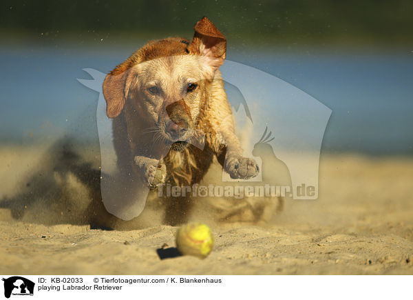 spielender Labrador Retriever / playing Labrador Retriever / KB-02033