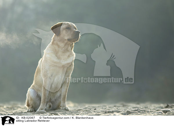 sitzender Labrador Retriever / sitting Labrador Retriever / KB-02067