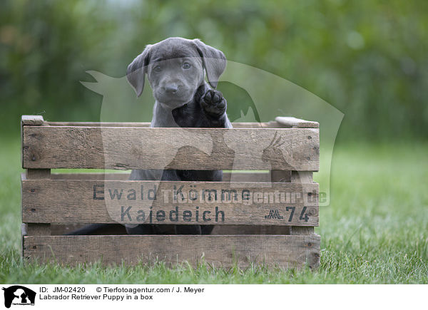 Labrador Retriever Welpe in einer Kiste / Labrador Retriever Puppy in a box / JM-02420
