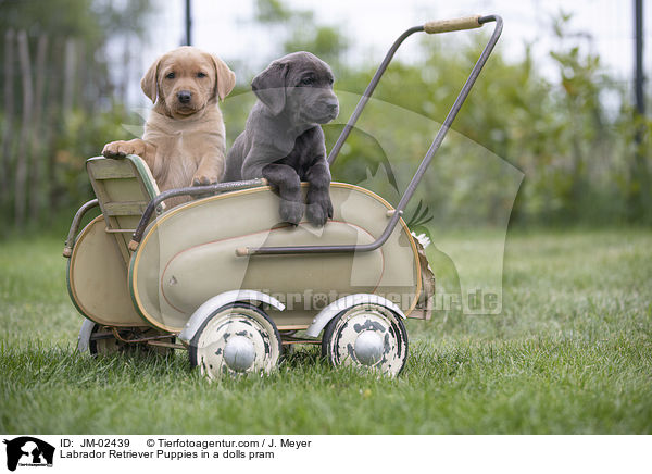 Labrador Retriever Welpen in einem Puppenwagen / Labrador Retriever Puppies in a dolls pram / JM-02439