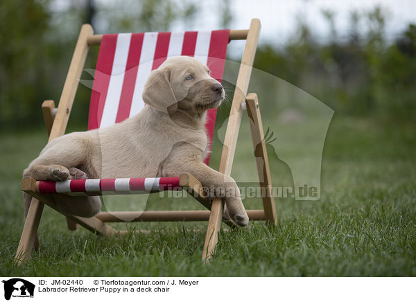 Labrador Retriever Welpe in einem Liegestuhl / Labrador Retriever Puppy in a deck chair / JM-02440