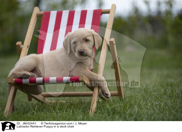 Labrador Retriever Welpe in einem Liegestuhl / Labrador Retriever Puppy in a deck chair / JM-02441