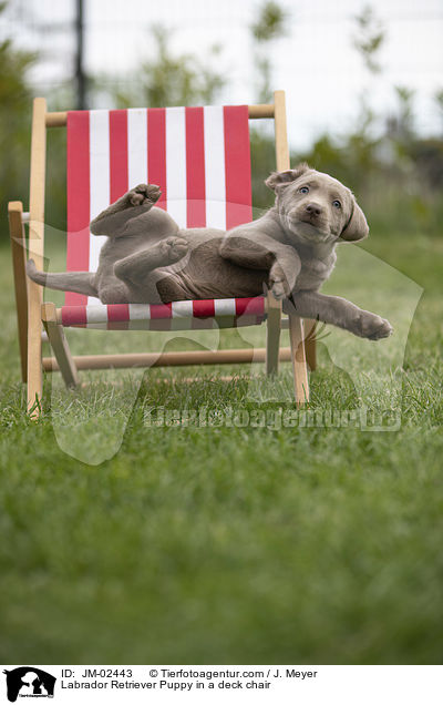 Labrador Retriever Welpe in einem Liegestuhl / Labrador Retriever Puppy in a deck chair / JM-02443