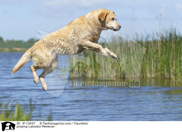 springender Labrador Retriever / jumping Labrador Retriever / IF-13637