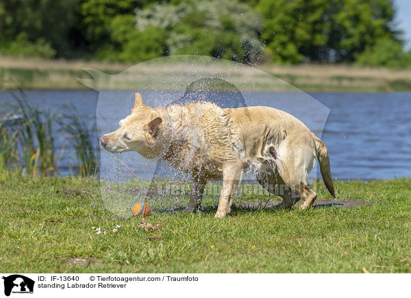 stehender Labrador Retriever / standing Labrador Retriever / IF-13640