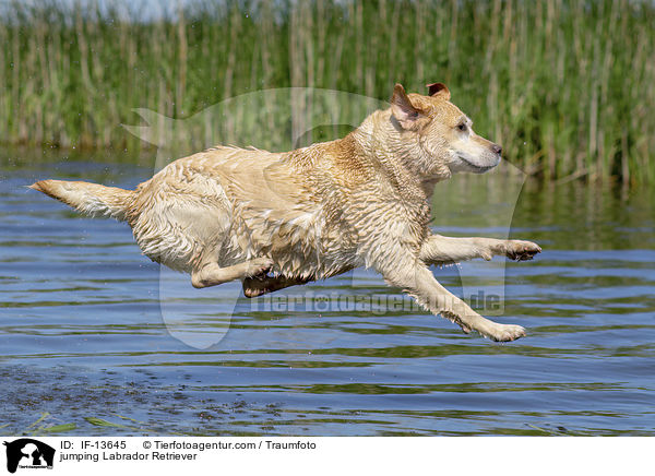 springender Labrador Retriever / jumping Labrador Retriever / IF-13645