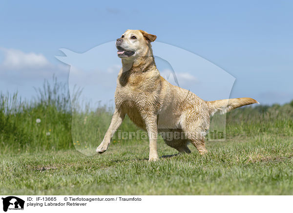 spielender Labrador Retriever / playing Labrador Retriever / IF-13665