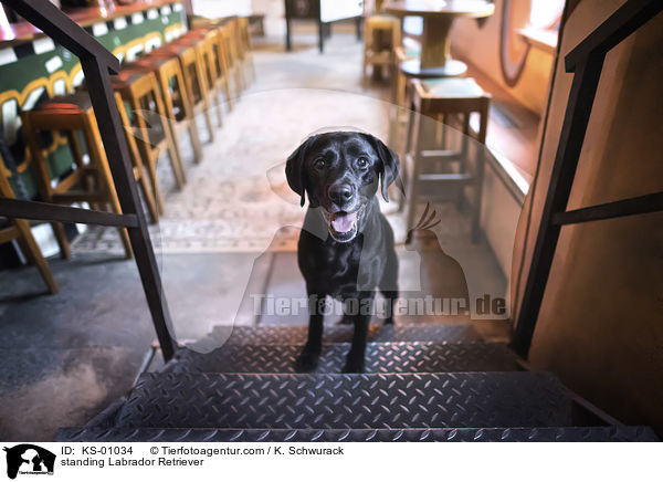 stehender Labrador Retriever / standing Labrador Retriever / KS-01034