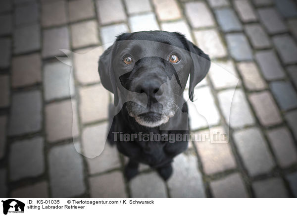 sitzender Labrador Retriever / sitting Labrador Retriever / KS-01035