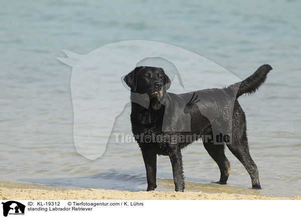 stehender Labrador Retriever / standing Labrador Retriever / KL-19312
