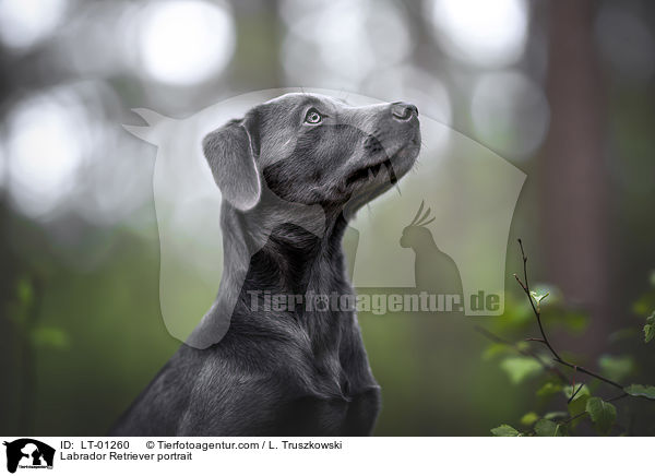 Labrador Retriever Portrait / Labrador Retriever portrait / LT-01260