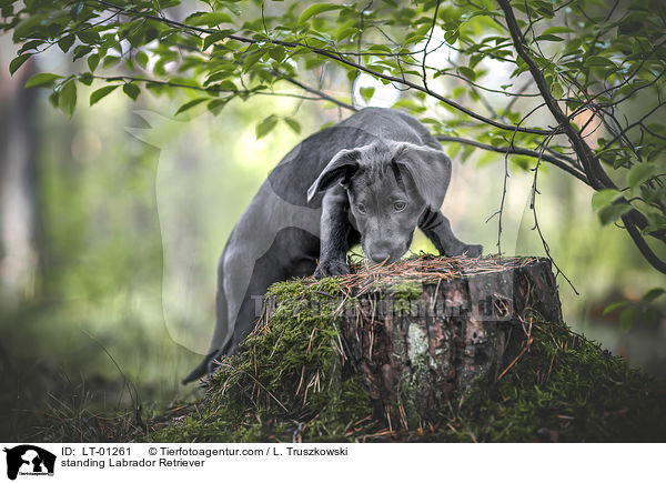stehender Labrador Retriever / standing Labrador Retriever / LT-01261