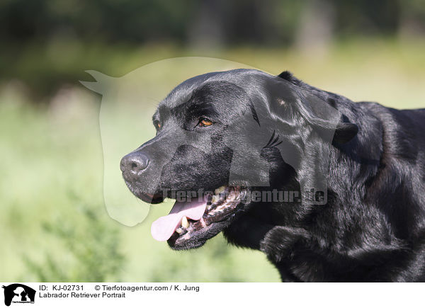 Labrador Retriever Portrait / Labrador Retriever Portrait / KJ-02731