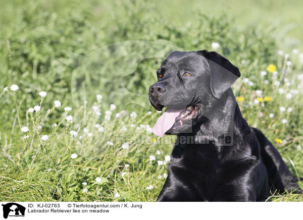 Labrador Retriever liegt auf Wiese / Labrador Retriever lies on meadow / KJ-02763