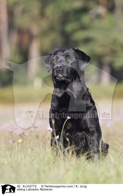 sitzender Labrador Retriever / sitting Labrador Retriever / KJ-02772