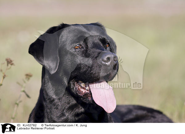 Labrador Retriever Portrait / Labrador Retriever Portrait / KJ-02782