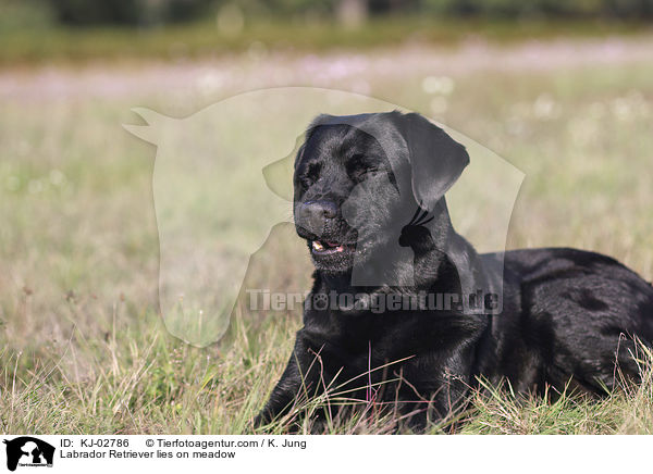 Labrador Retriever lies on meadow / KJ-02786