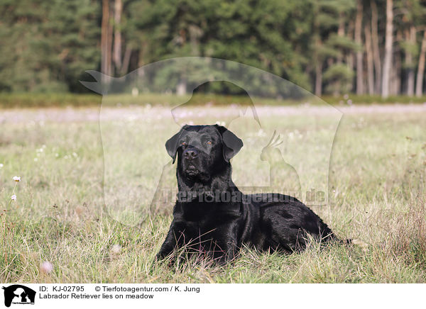 Labrador Retriever liegt auf Wiese / Labrador Retriever lies on meadow / KJ-02795