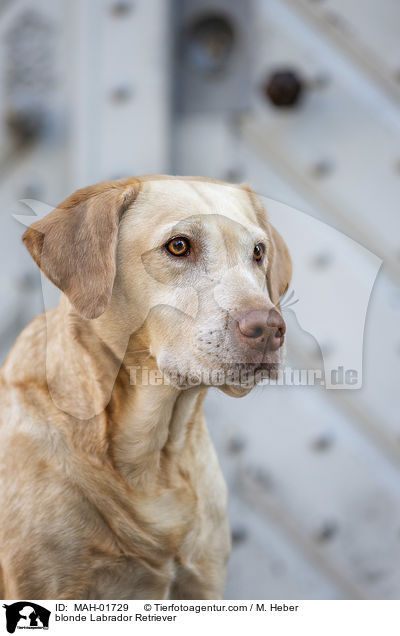 blonder Labrador Retriever / blonde Labrador Retriever / MAH-01729