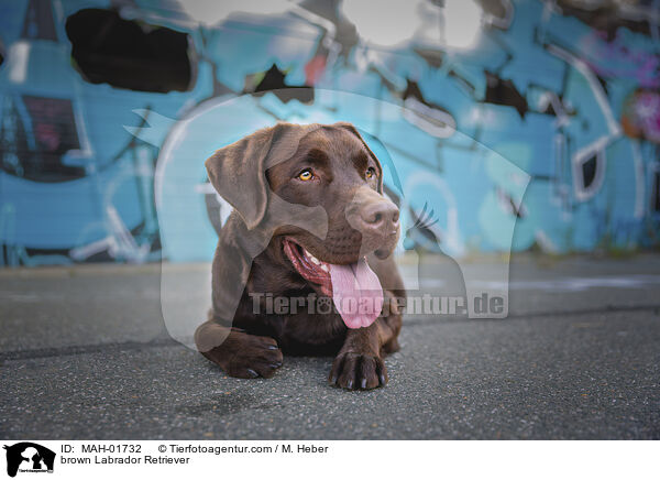brauner Labrador Retriever / brown Labrador Retriever / MAH-01732