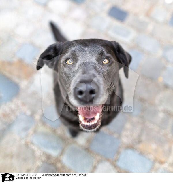 Labrador Retriever / Labrador Retriever / MAH-01738