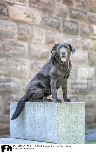 Labrador Retriever / Labrador Retriever / MAH-01739
