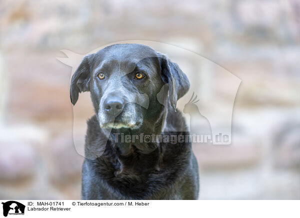 Labrador Retriever / Labrador Retriever / MAH-01741