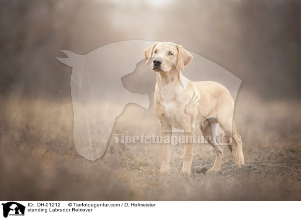 stehender Labrador Retriever / standing Labrador Retriever / DH-01212