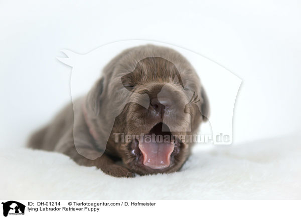 liegender Labrador Retriever Welpe / lying Labrador Retriever Puppy / DH-01214